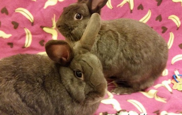 Hershey and Godiva