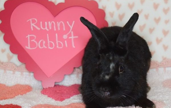 Runny Babbit