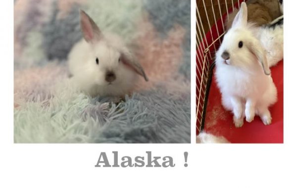 Alaska