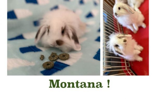 Montana